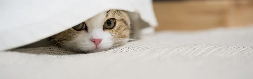 Garde de chat à Fuveau