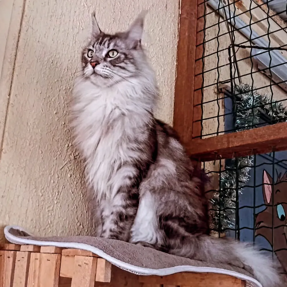 Pension de chat à Fuveau