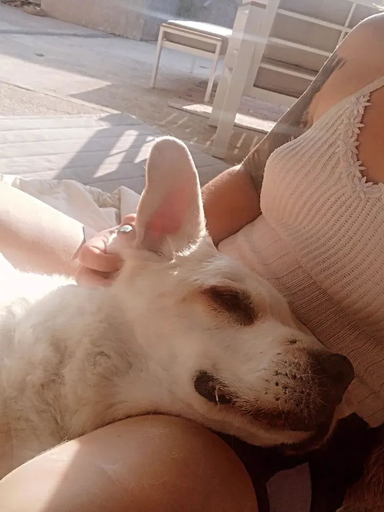 Petsitter domicile à Fuveau