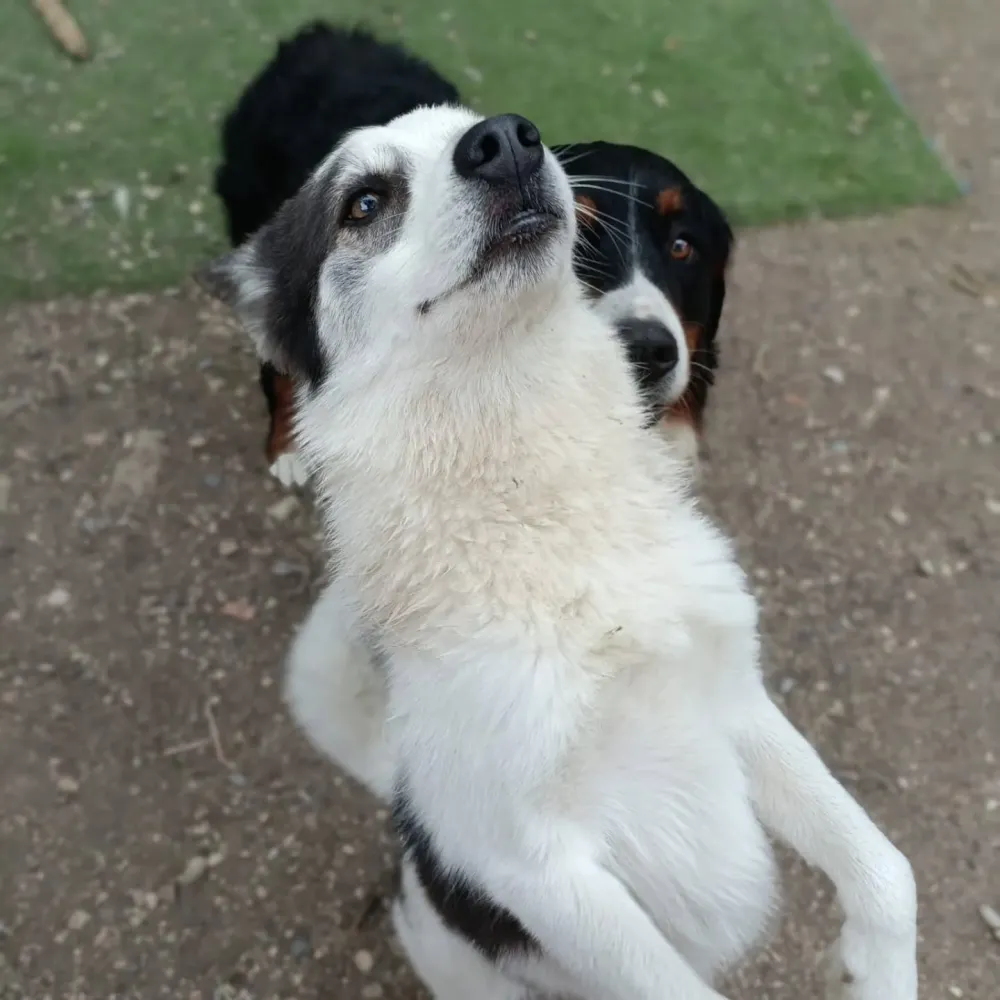 Pension canine à Fuveau