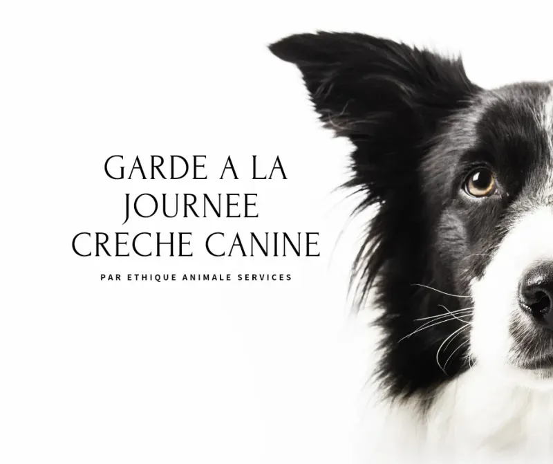 Garde à la journée - Crèche Canine sur Fuveau entre Aix-en-Provence et Marseille