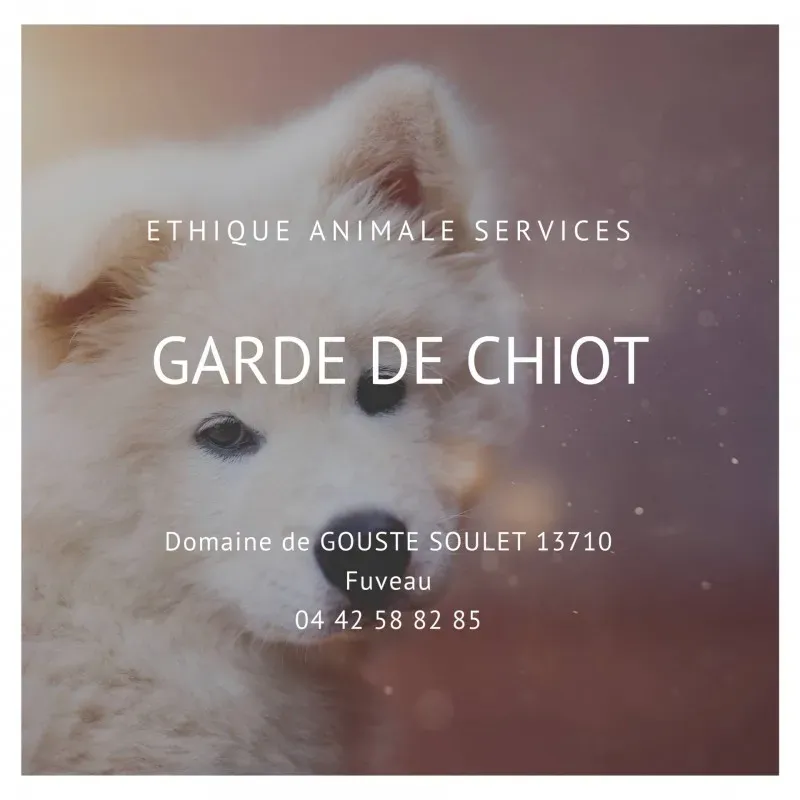 Faire garder son chiot en pension chenil professionnel avec sociabilisation à Fuveau