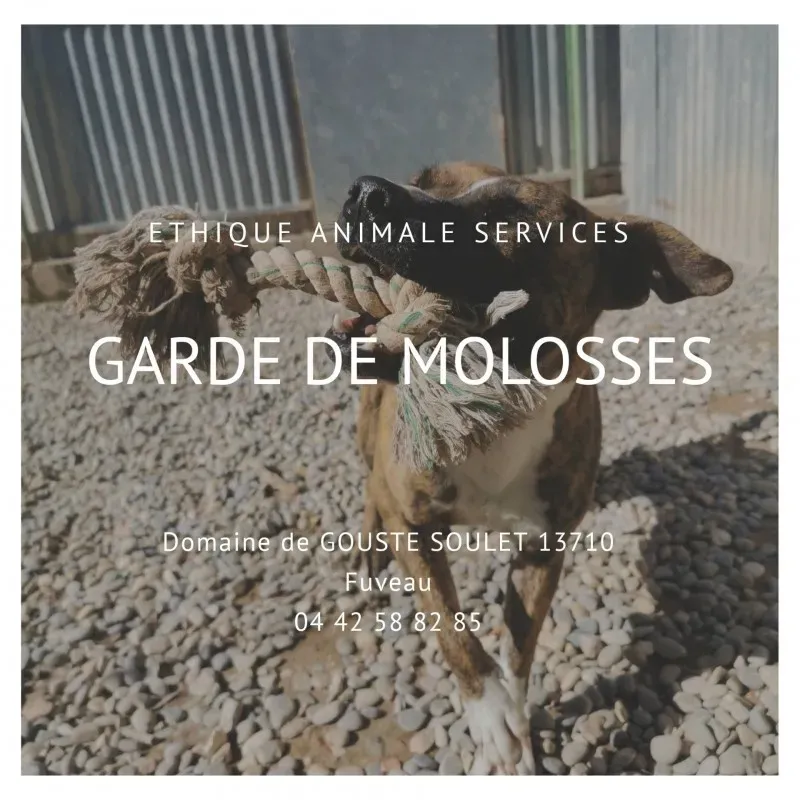 Faire garder son chien catégorisé vers Gardanne par des professionnels