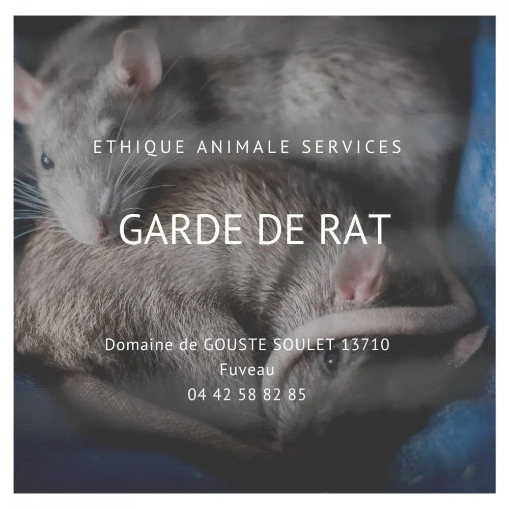 Faire garder son rat pendant les vacances, sur Fuveau proche de Gardanne