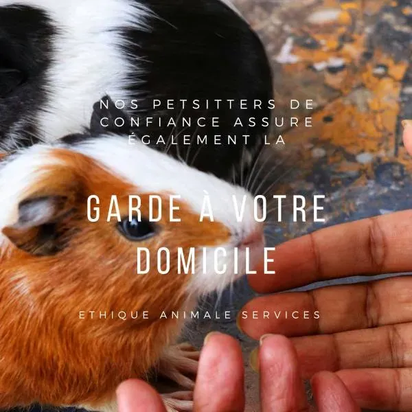 Faire garder mon NAC à mon domicile en toute confiance sur le secteur AIX MARSEILLE