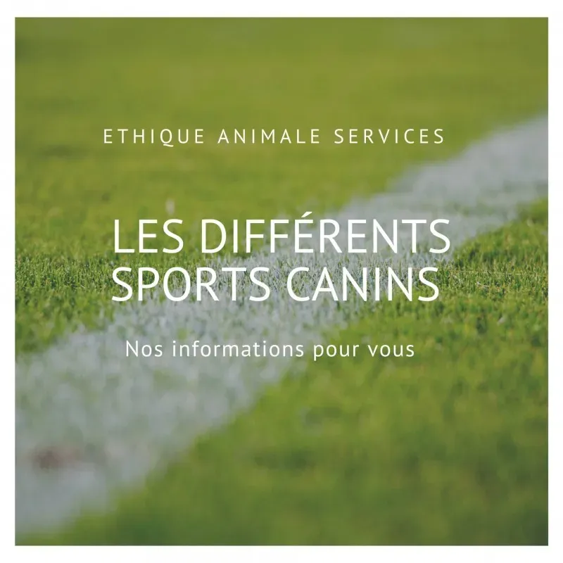 Quels sports et activités faire avec mon chien ?