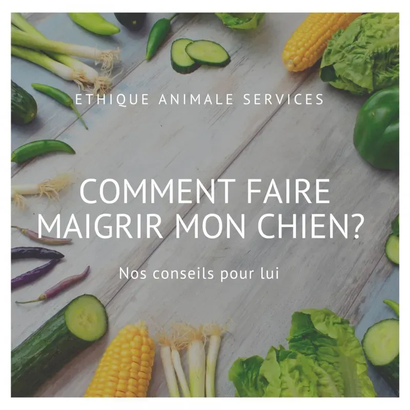Comment faire maigrir un chien ?