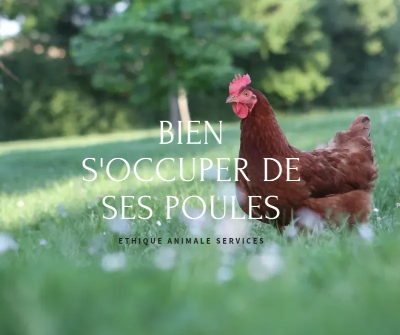 Conseils pour bien s'occuper de sa poule et de son poulailler !