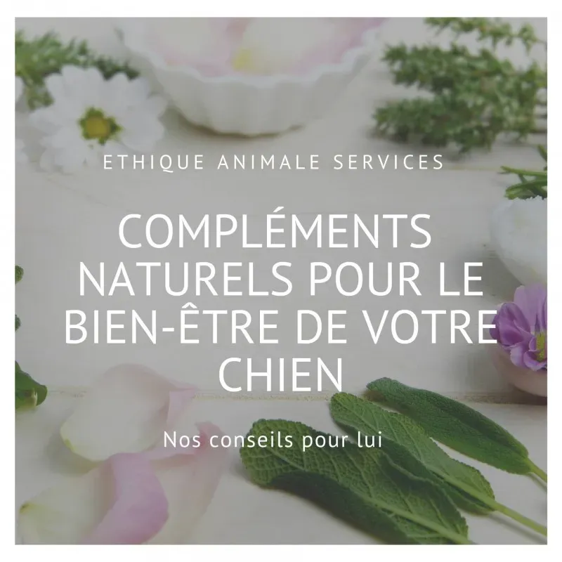 Les compléments naturels pour le bien être et la santé de votre chien