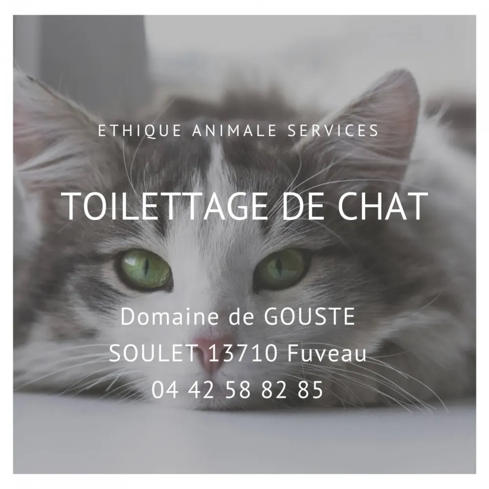 Faire toiletter un chat chez EAS à Fuveau, proche de Gardanne