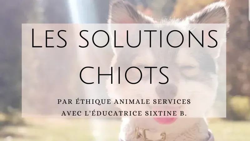 Bien s’occuper de mon chiot : Conseils et solutions avec Ethique Animale Services