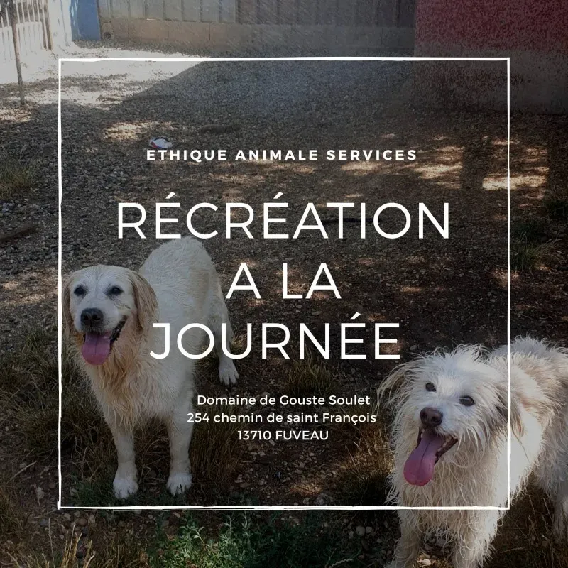 Récréation journalière & sociabilisation de votre chiot ou chien à Fuveau