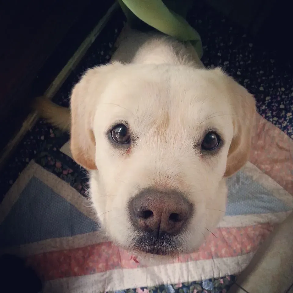 ETHIQUE ANIMALE SERVICES FUVEAU RASKASS